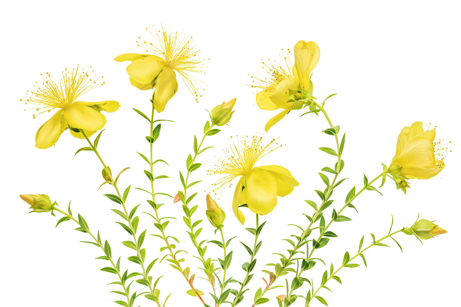 photo-wallpaper-hypericum-x